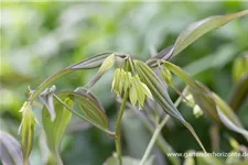 Disporum cantoniense 'Green Giant' 1 Liter Topf 