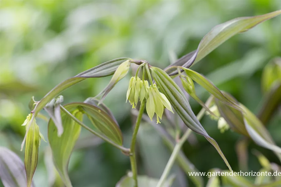 Disporum cantoniense 'Green Giant' 1 Liter Topf 