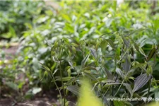 Disporum cantoniense 'Green Giant' 1 Liter Topf 