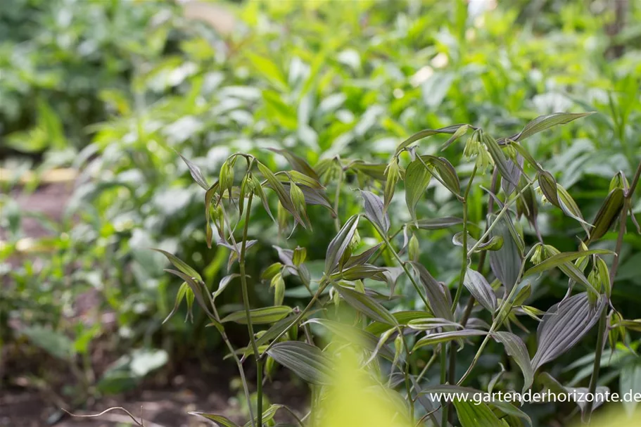 Disporum cantoniense 'Green Giant' 1 Liter Topf 