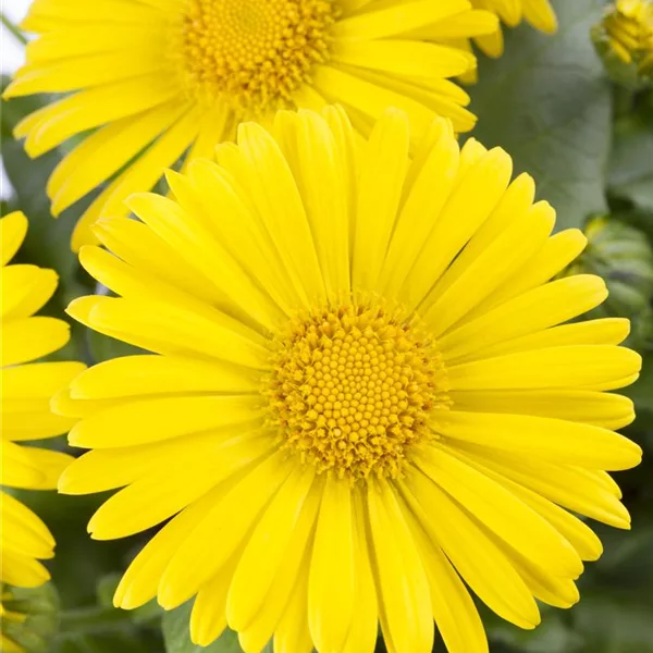 Doronicum orientale