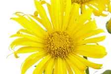 Doronicum orientale 9 x 9 cm Topf 0,5 Liter 