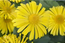 Doronicum orientale 9 x 9 cm Topf 0,5 Liter 