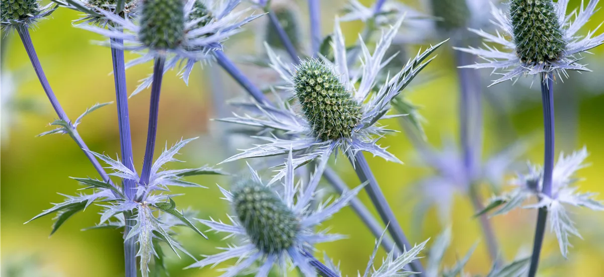 Eryngium giganteum 9 x 9 cm Topf 0,5 Liter 