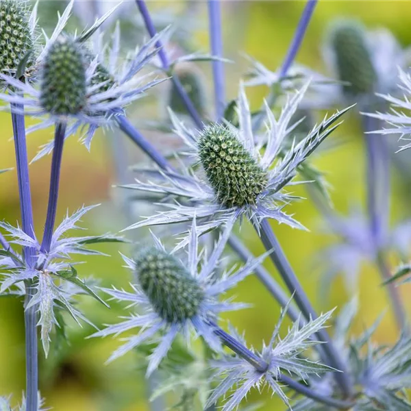 Eryngium giganteum