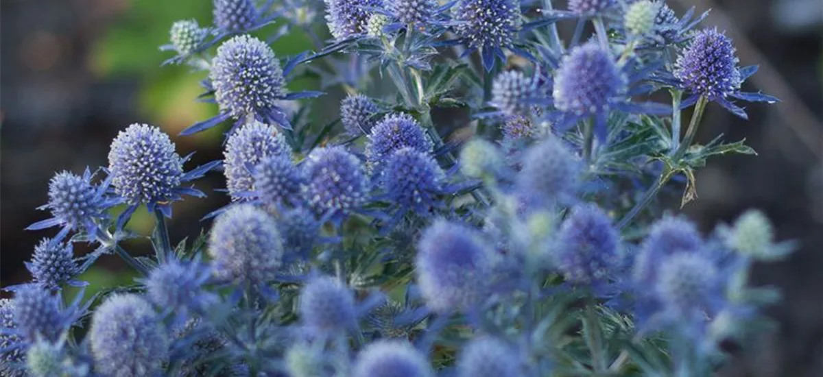 Eryngium planum 'Blaukappe' 9 x 9 cm Topf 0,5 Liter 