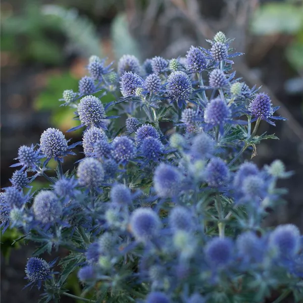 Eryngium planum 'Blaukappe'