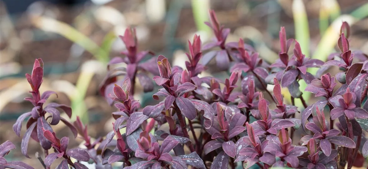 Euphorbia x mart.'Walberton's Ruby Glow' -R- 1 Liter Topf 