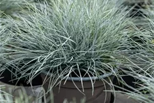 Festuca cinerea 9 x 9 cm Topf 0,5 Liter 