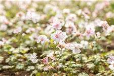 Geranium dalmaticum 'Album' 9 x 9 cm Topf 0,5 Liter 