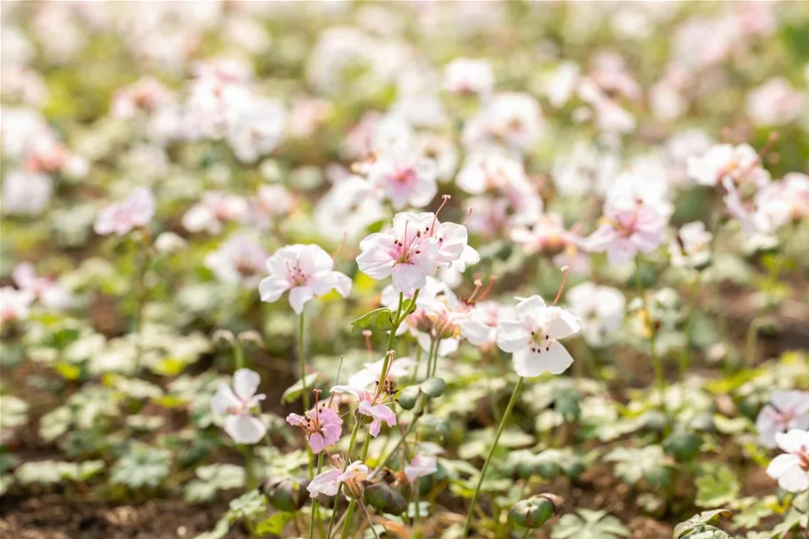 Geranium dalmaticum 'Album' 9 x 9 cm Topf 0,5 Liter 