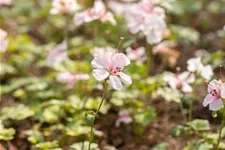 Geranium dalmaticum 'Album' 9 x 9 cm Topf 0,5 Liter 