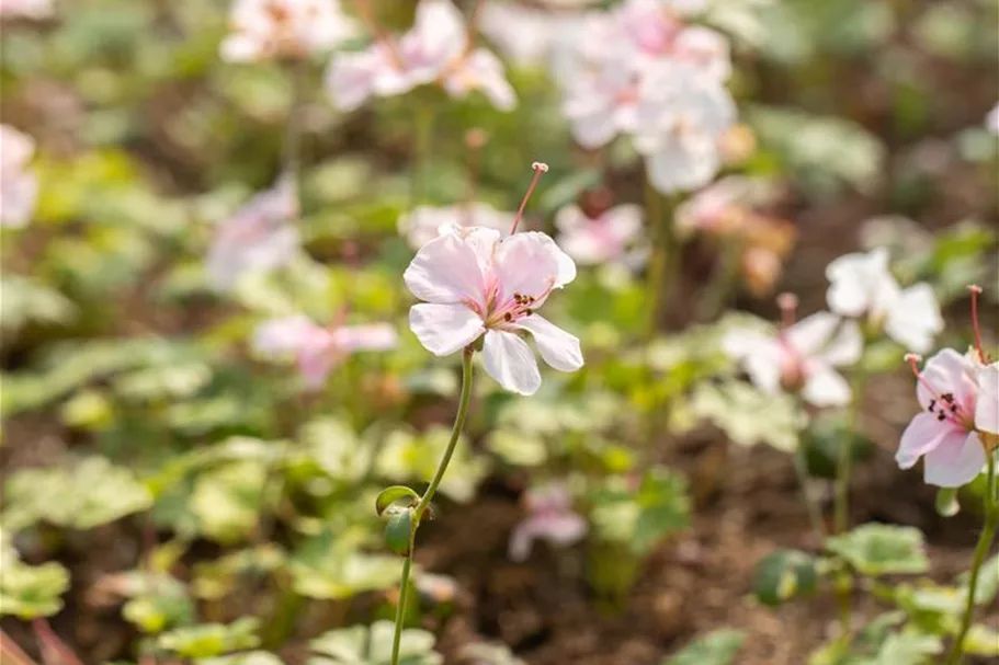 Geranium dalmaticum 'Album' 9 x 9 cm Topf 0,5 Liter 