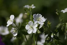 Geranium maculatum 'Album' 9 x 9 cm Topf 0,5 Liter 