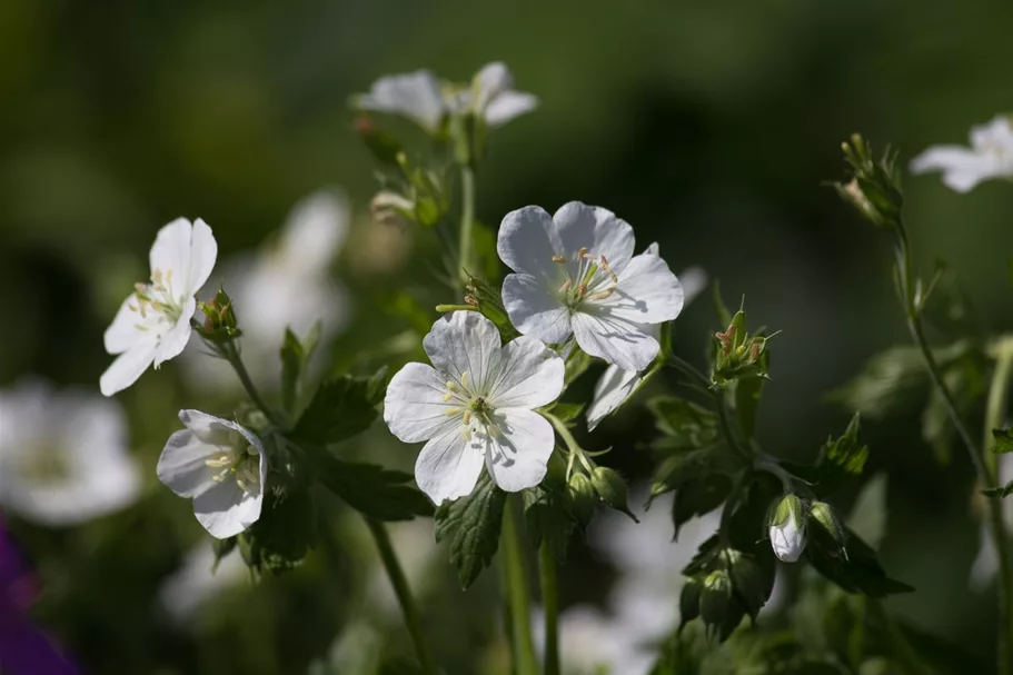 Geranium maculatum 'Album' 9 x 9 cm Topf 0,5 Liter 