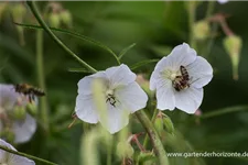 Geranium maculatum 'Album' 9 x 9 cm Topf 0,5 Liter 