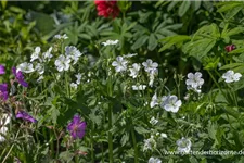 Geranium maculatum 'Album' 9 x 9 cm Topf 0,5 Liter 