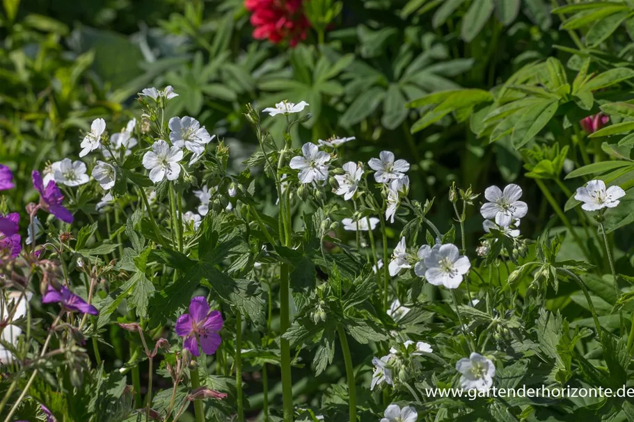 Geranium maculatum 'Album' 9 x 9 cm Topf 0,5 Liter 