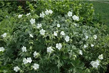 Geranium maculatum 'Album' 9 x 9 cm Topf 0,5 Liter 