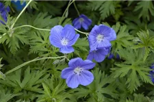 Geranium pratense 'Orion' 9 x 9 cm Topf 0,5 Liter 