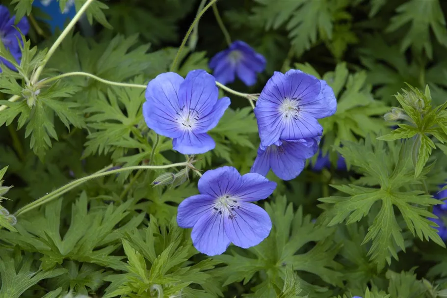 Geranium pratense 'Orion' 9 x 9 cm Topf 0,5 Liter 