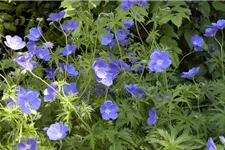 Geranium pratense 'Orion' 9 x 9 cm Topf 0,5 Liter 