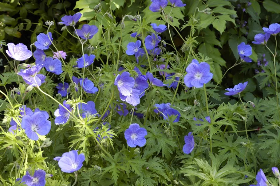 Geranium pratense 'Orion' 9 x 9 cm Topf 0,5 Liter 