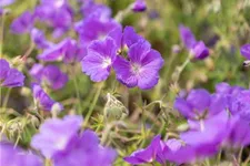 Geranium pratense 'Orion' 9 x 9 cm Topf 0,5 Liter 