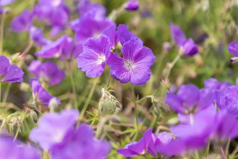 Geranium pratense 'Orion' 9 x 9 cm Topf 0,5 Liter 