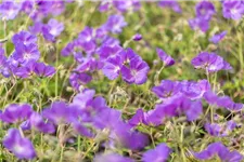 Geranium pratense 'Orion' 9 x 9 cm Topf 0,5 Liter 