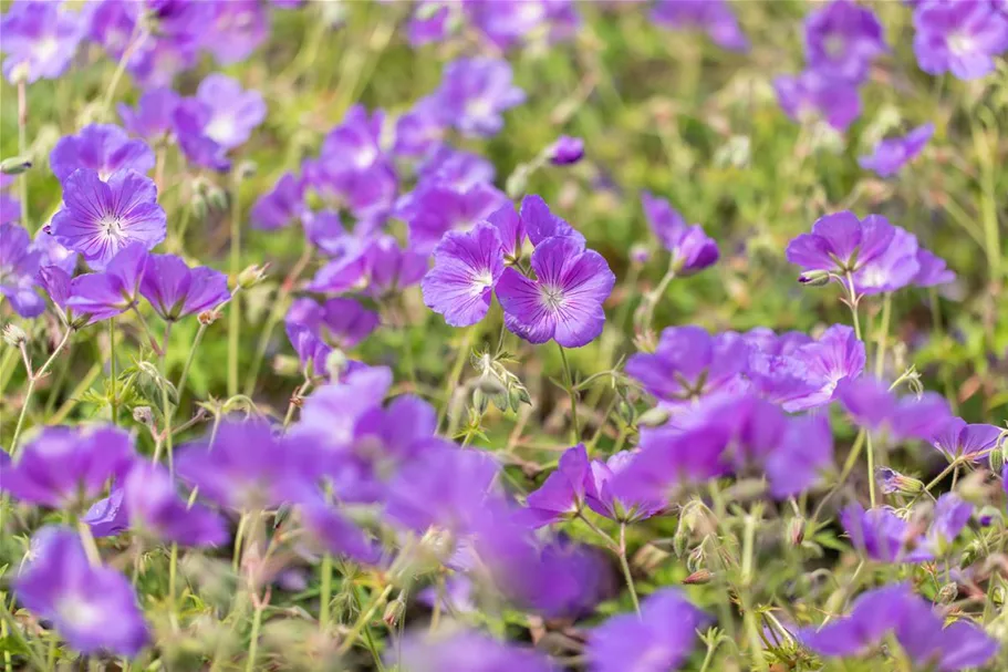 Geranium pratense 'Orion' 9 x 9 cm Topf 0,5 Liter 