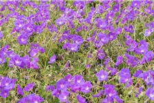 Geranium pratense 'Orion' 9 x 9 cm Topf 0,5 Liter 