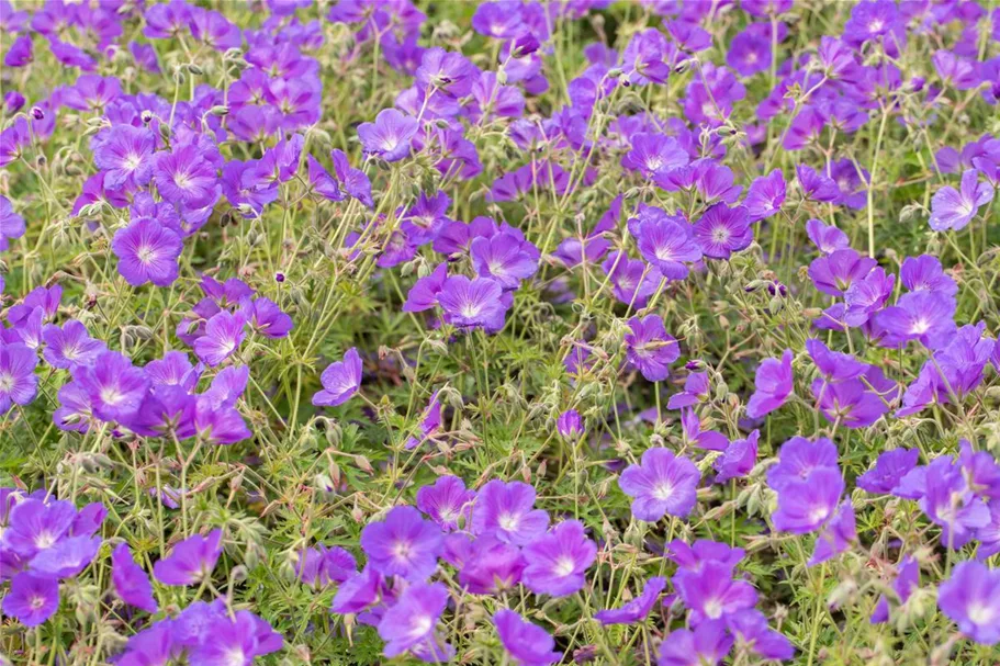 Geranium pratense 'Orion' 9 x 9 cm Topf 0,5 Liter 