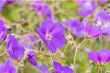 Geranium pratense 'Orion' 9 x 9 cm Topf 0,5 Liter 