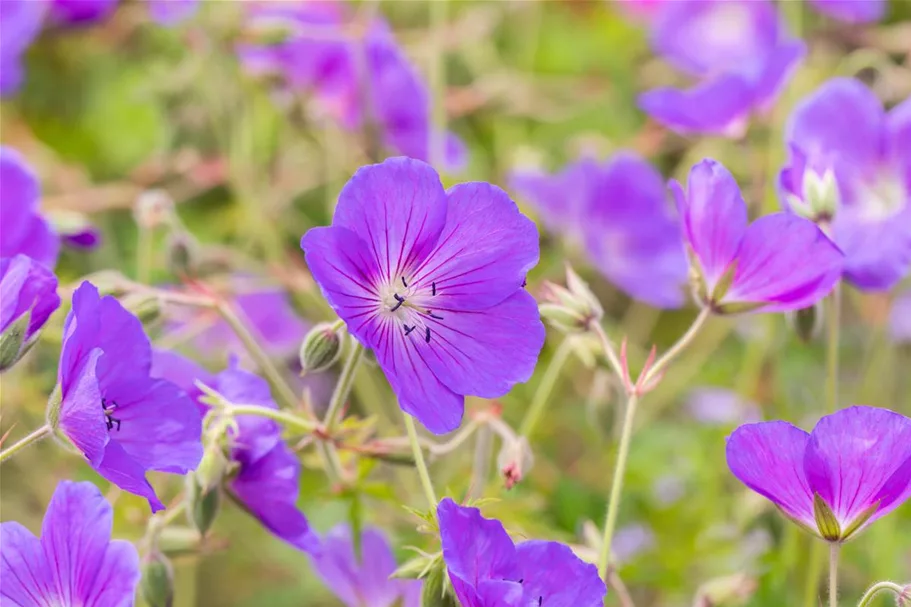 Geranium pratense 'Orion' 9 x 9 cm Topf 0,5 Liter 