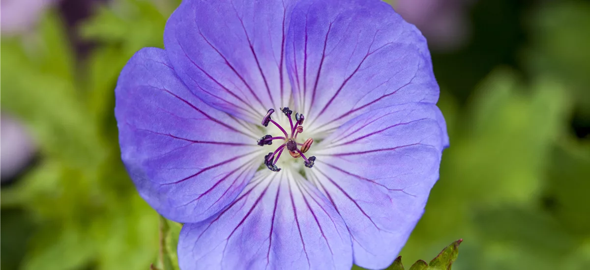 Geranium wallichianum 'Azure Rush' -R- C 3 