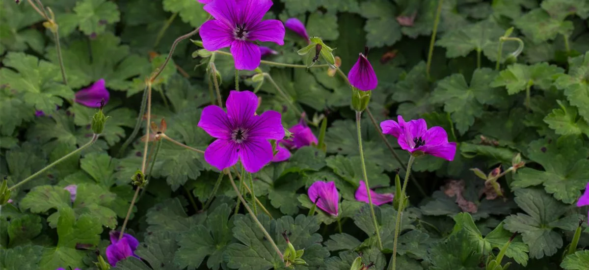 Geranium wallichianum 'Hexham Velvet' -R- 1 Liter Topf 