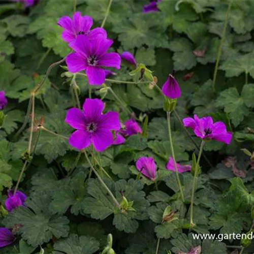 Geranium wallichianum 'Hexham Velvet' -R-