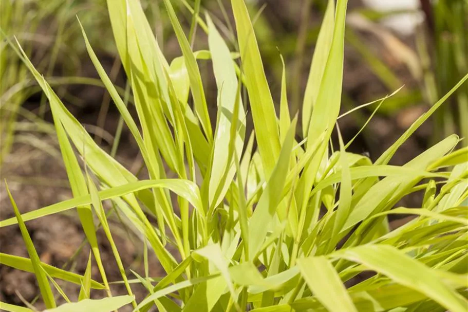 Hakonechloa macra 'All Gold' 9 x 9 cm Topf 0,5 Liter 