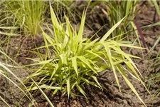 Hakonechloa macra 'All Gold' 9 x 9 cm Topf 0,5 Liter 