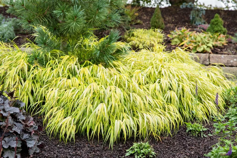 Hakonechloa macra 'All Gold' 9 x 9 cm Topf 0,5 Liter 