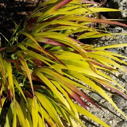 Hakonechloa macra 'Sunflare' -R-