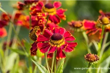 Helenium x cult.'Dauerbrenner' 1 Liter Topf 