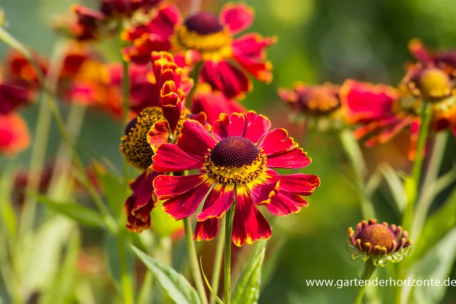 Helenium x cult.'Dauerbrenner' 1 Liter Topf 