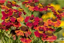 Helenium x cult.'Dauerbrenner' 1 Liter Topf 