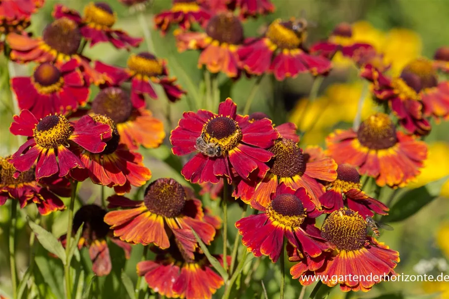 Helenium x cult.'Dauerbrenner' 1 Liter Topf 