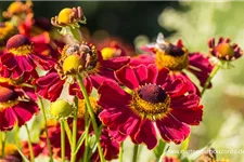 Helenium x cult.'Dauerbrenner' 1 Liter Topf 