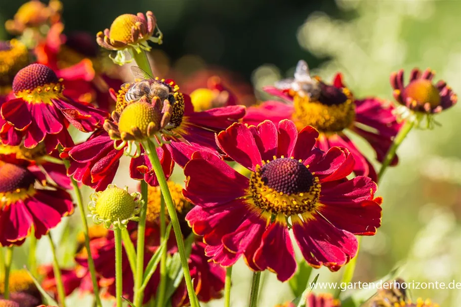 Helenium x cult.'Dauerbrenner' 1 Liter Topf 