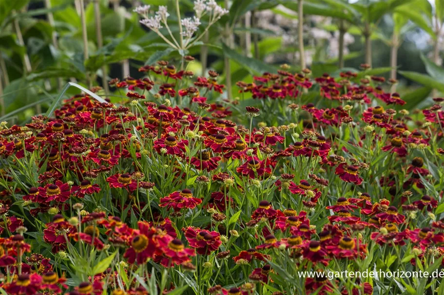 Helenium x cult.'Dauerbrenner' 1 Liter Topf 