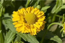 Helenium x cult.'Meranti' 1 Liter Topf 